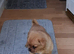 PUG/POMERANIAN MIX MALE PUPPY