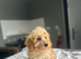 F1b cockapoo boys ready for a family now