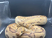 Fire Clown Ball Python Proven Breeder
