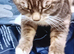 Boy cat all his stuff