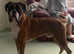 Boxer Stud Dog