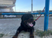 Male Rottweiler