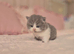Stunning pedigree British short/longhair kittens