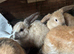 No time wasters please if these are still showing they are still available. I have 2 bunnies looking for a loving home. They can go separate