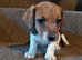 Jackshund puppies