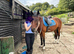 Horse for Loan &ndash; 15.2hh Bay Cob Cross