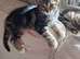 Cutest kittens ready for their Forever Homes