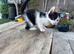 Beautiful kittens