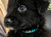 Beautiful puppies german shepherds