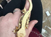 Crested Geckos for sale Standards and Lily Whites