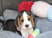 Beautiful beagle puppies