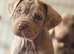 Beautiful puppy’s looking for a home