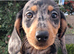 Beautiful mini dachshunds