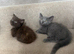 MINUET MUNCHKINS