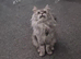 Maine coon female