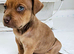Staffy x puppy