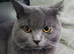 Male for rehoming