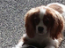 King Charles spaniel
