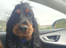 Ralphy KC Registered Show Cocker Spaniel
