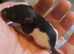 Beautiful dumbo balds and fancy rats ready for new homes