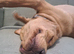 Lovely Labrador Retriever needing new forever home.