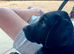 Springer x Mastiff
