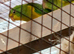 Mountain parakeet