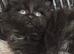 Hugh Maine coin pure breed kittens