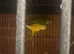 Monk parrot pair