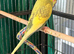 Pair 9 week old baby budgies available home reared