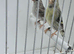 BEAUTIFUL PROVEN PAIR MUTATION COLOURS SILVER SISKINS