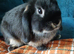 Last baby mini lop girl