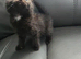 **ONLY FOR TODAY £320 PURE BREED BSH KITTENS