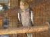 Baby cockatiel