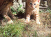 Ginger female
