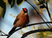 Red-crested Finch WANTED coryphospingus cucullatus