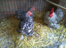 A Trio of Cuckoo Pekin Bantams