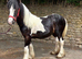 Traditional piebald cob filly 14 months old
