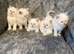 Ragdoll kittens