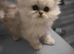 Pure chinchilla Persian