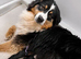 Aussiedoodle F1 Health Tested Parents