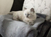 Pure Ragdoll boy 9wks old