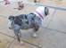 Dwkc English bulldog girl