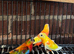 Stunning young baby red rupmd parakeet