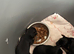 4 beautiful yorkshire miniature terrier pups