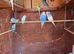 Budgies for sale
