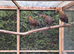 Red jungle fowl
