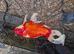 7 x lovely goldfish, some very large
