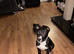 Lurcher