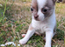 Chihuahua Puppies